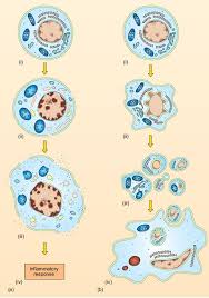 Check spelling or type a new query. Introduction To Histopathology 3 1 Apoptosis And Necrosis Openlearn Open University S210 3