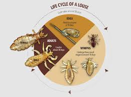 Image result for lice vs nits