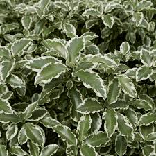 Image result for Pittosporum tenuifolium
