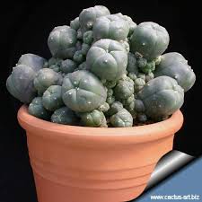 Image result for Loxodera caespitosa