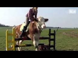 We did not find results for: Tierische Dressur Diese Kuh Springt Wie Eine Pferd Youtube