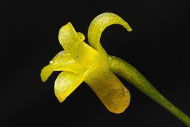 Image result for Virectaria