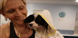 Pet spa treats pampered pooches like celebrities