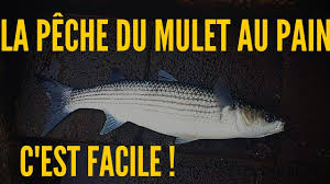 La Peche Du Mulet Au Pain C Est Facile Youtube