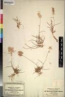 Image result for Harpachne