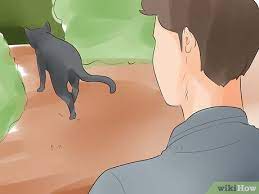 How To Know If Your Cat Is Dying 15 Steps With Pictures