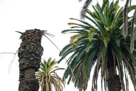 The california date industry is booming, and production is expected to continue to increase as despite date palm's regional and international importance, and its dependence on irrigation or a. L A S Palm Trees Are Dying And It S Changing The City S Famous Skyline Los Angeles Times
