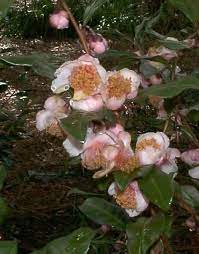 Pink Tea Camellia Google Search Pink Tea Tea Plant Tea