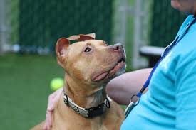 Brooklyn animal care center 2336 linden boulevard brooklyn, ny 11208. Pin On New York Dogs Cats