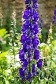 The Language Of Flowers And Herbs Monkshood Language Of Flowers Healing Plants