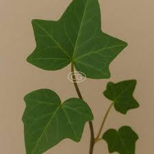 Image result for Hedera