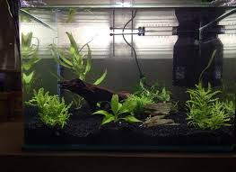 Scaper S Tank Von Dennerle Im Test Aquarienmagazin