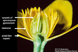 Image result for Ranunculaceae