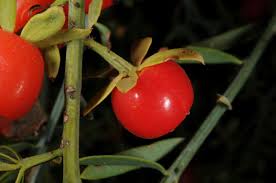 Image result for Osyris compressa