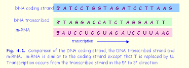 Image result for TRANSCRIBING THE mRNA