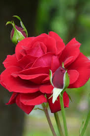 Immagini Rose Rosse - Sfondi HD (45 Foto) | Bonkaday.com
