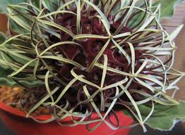 Image result for Brachystelma