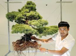 Makoto Azuma Mit Einem Bonsai Im Drahtgestell Foto Bonsai Indoor Bonsai Tree Bonsai Art