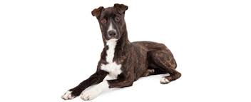 Mountain Cur Dog Breed Profile Petfinder