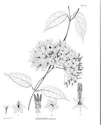 Image result for Dewevrella