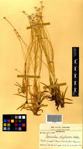 Image result for Eriocaulon afzelianum