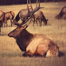 Roosevelt elk (cervus elaphus roosevelti) species profile. Roosevelt Elk By Animal Meditations