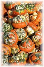 Commercial Production And Management Of Pumpkins And Gourds