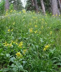 Image result for Senecio hochstetteri