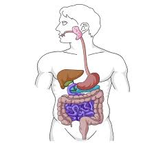 Digestive System Bioninja