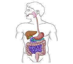 Get started using our labeled and unlabeled diagrams and quizzes. Digestive System Bioninja