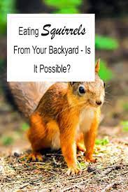 Can You Eat Squirrel From Your Backyard Safely In 2021 Eat Squirrel Backyard