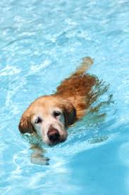 Κολύμπι σκύλου σε πισίνα...