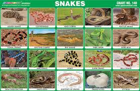 Spectrum Educational Charts Chart 140 Snakes