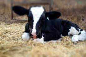 Calves are born between 39 and 53 inches long, and weigh between 22 to 44 pounds of pure underwater adorableness. Baby Calf Cute Cows Cute Baby Cow Baby Cows