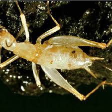 The types of crickets that eat grass are field crickets and house crickets. Pdf The Biology And Ecology Of North American Cave Crickets