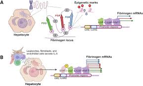 Image result for Fibrinogen