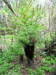 Image result for Ctenitis