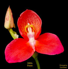 Image result for Disa welwitschii