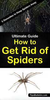 5 Simple Solutions To Get Rid Of Spiders Get Rid Of Spiders Keep Spiders Away How To Get Rid