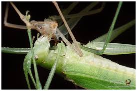 Image result for Macrotyloma ellipticum