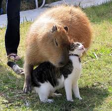 Consider This Capybara Loving On A Cat Animals Friendship Unlikely Animal Friends Cute Animals