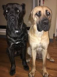 Maybe you would like to learn more about one of these? Cane Corso Italiano Dog Breed Information And Pictures