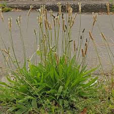 Image result for Cyathula lanceolata
