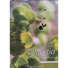 Image result for Schizaea pectinata