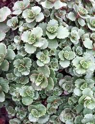Image result for Sedum glomerifolium