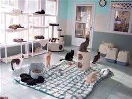 Diy cat decor for small spaces, apartments and homes of all sizes. Cat Room Ideas For Multiple Cats Kamar Kucing Rumah Kucing Kandang Kucing