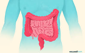 Cecal Bascule. The Mobile Cecum Folds Back Upon Itself (Arrow) Causing... |  Download Scientific Diagram