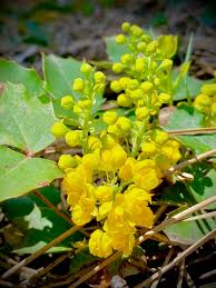 Mahonia repens commonly known as creeping mahonia, creeping oregon grape, creeping barberry, or prostrate barberry, is a species of mahonia native to the rocky mountains and westward areas of north america, from british columbia and alberta in the north through arizona and new mexico, then into northwest mexico by some reports. Nature S Classroom Colorado Edible Medicinal Native Plants Oregon Grape