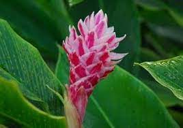 Pink Ginger Grape Vine Plant Mother Plant Plant Sale