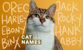 The Top 300 Cat Kitten Names Of 2021 Bechewy